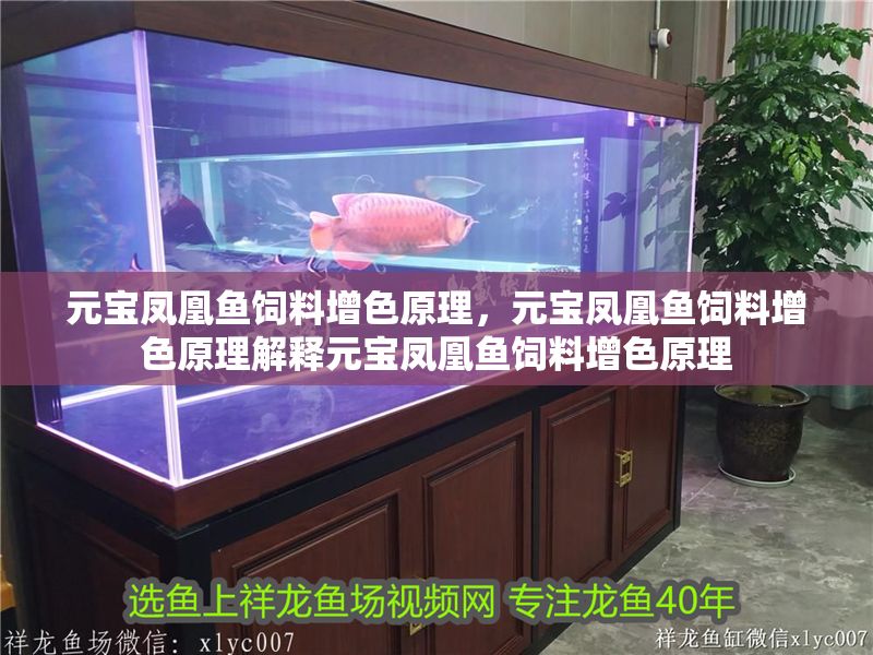 元寶鳳凰魚飼料增色原理，元寶鳳凰魚飼料增色原理解釋元寶鳳凰魚飼料增色原理