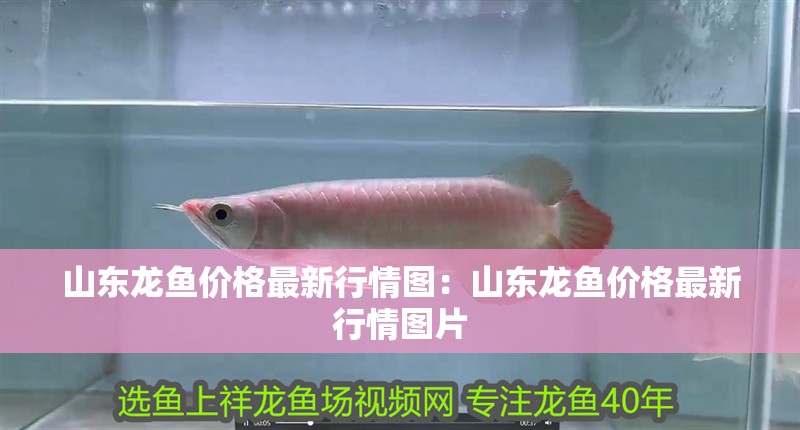 山東龍魚價格最新行情圖：山東龍魚價格最新行情圖片