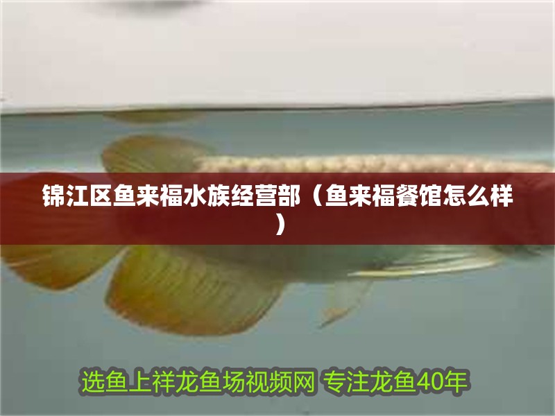 錦江區魚來福水族經營部（魚來福餐館怎么樣）