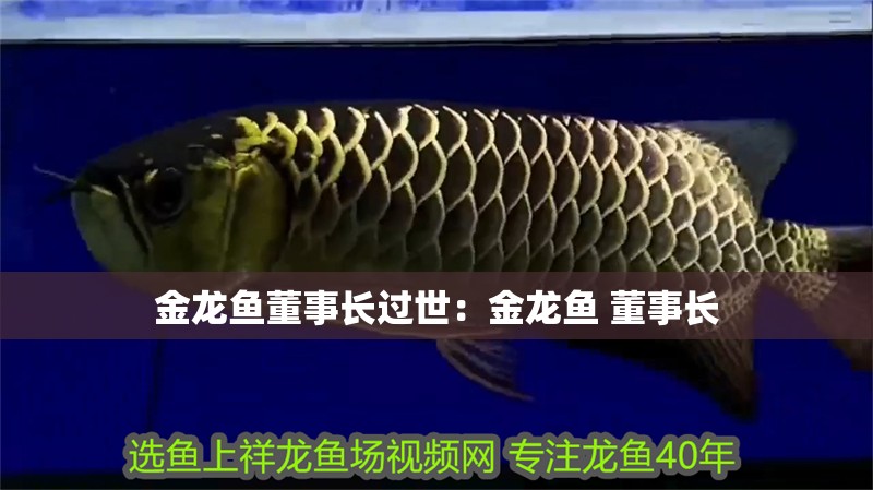 金龍魚董事長過世：金龍魚 董事長