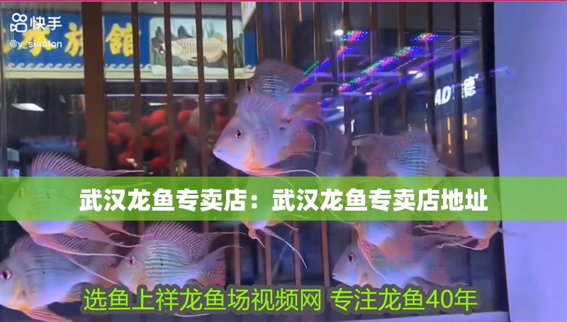 武漢龍魚專賣店:武漢龍魚專賣店地址 水族問答 武漢龍魚專賣店:武漢龍魚專賣店地址 武漢龍魚專賣店:武漢龍魚專賣店地址 水族問答