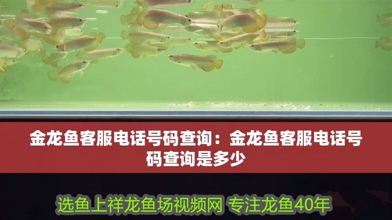 金龍魚客服電話號碼查詢：金龍魚客服電話號碼查詢是多少