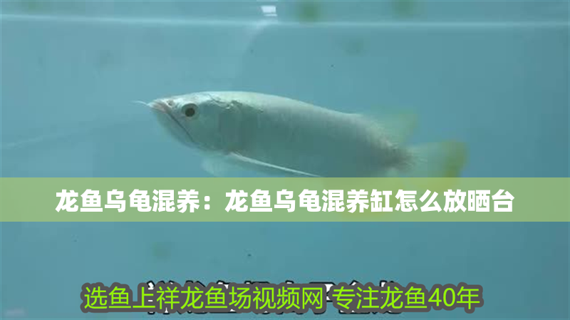 龍魚(yú)烏龜混養(yǎng)：龍魚(yú)烏龜混養(yǎng)缸怎么放曬臺(tái)