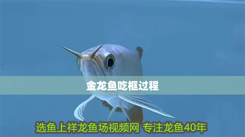 金龍魚吃框過程