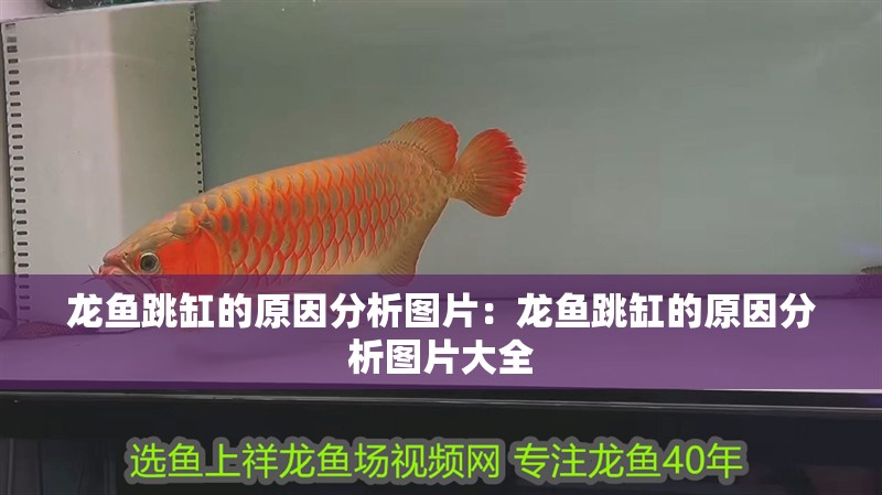 養銀龍魚好不好呢(銀龍魚好養嗎) 銀龍魚百科 養銀龍魚好不好呢(銀龍魚好養嗎) 養銀龍魚好不好呢(銀龍魚好養嗎) 銀龍魚百科