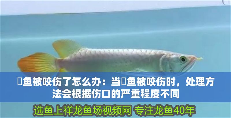 魟魚被咬傷了怎么辦：當魟魚被咬傷時，處理方法會根據傷口的嚴重程度不同
