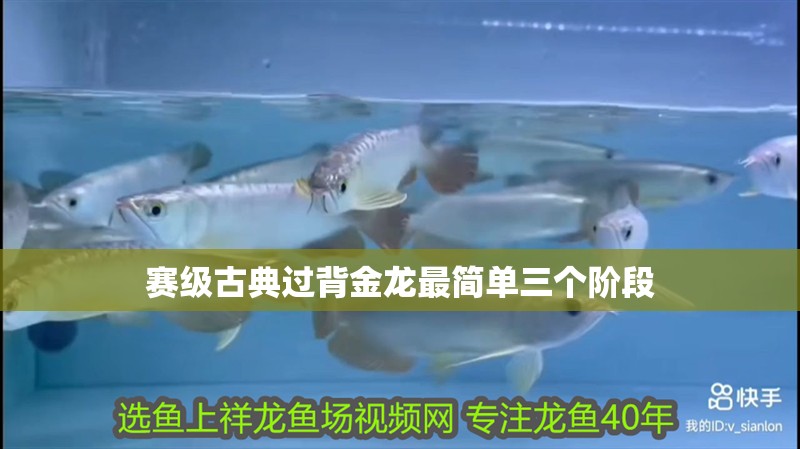 賽級古典過背金龍最簡單三個階段 龍魚百科 第6張 賽級古典過背金龍最簡單三個階段 賽級古典過背金龍最簡單三個階段 龍魚百科 第6張