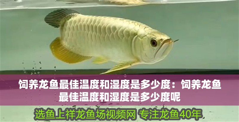 飼養龍魚最佳溫度和濕度是多少度：飼養龍魚最佳溫度和濕度是多少度呢 飼養龍魚最佳溫度和濕度是多少度：飼養龍魚最佳溫度和濕度是多少度呢 水族問答