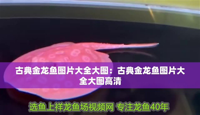 古典金龍魚圖片大全大圖：古典金龍魚圖片大全大圖高清 古典金龍魚圖片大全大圖：古典金龍魚圖片大全大圖高清 水族問答