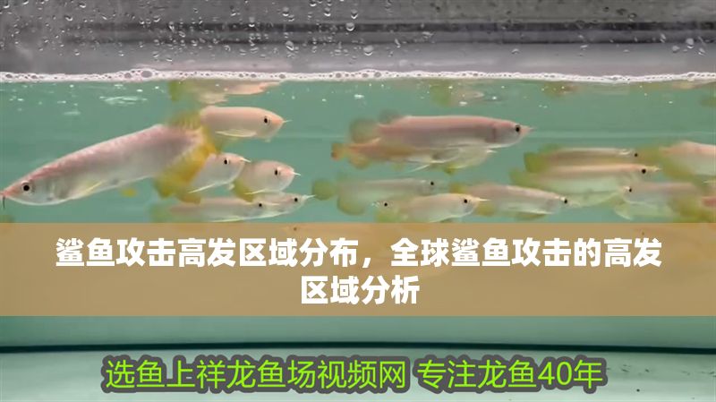 鯊魚攻擊高發區域分布，全球鯊魚攻擊的高發區域分析
