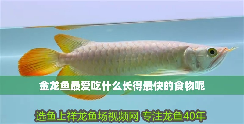 金龍魚(yú)最愛(ài)吃什么長(zhǎng)得最快的食物呢