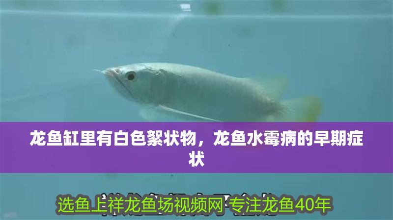 龍魚缸里有白色絮狀物，龍魚水霉病的早期癥狀