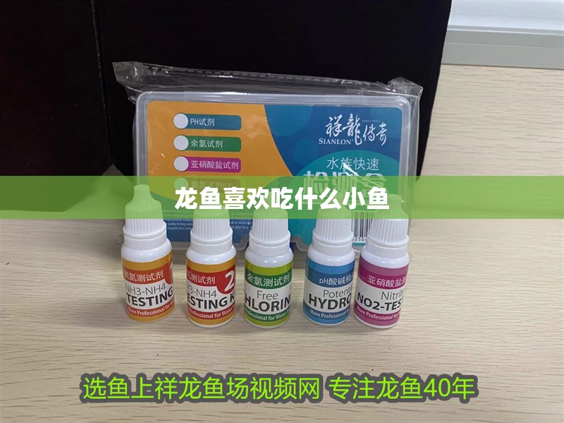 龍魚喜歡吃什么小魚