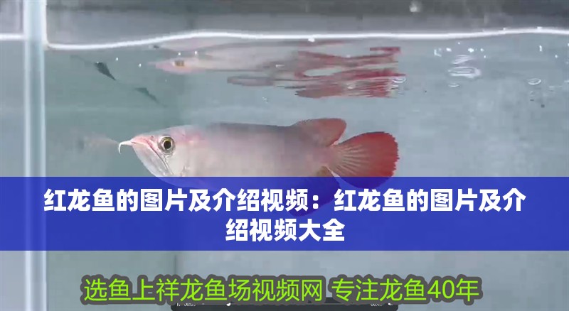 紅龍魚的圖片及介紹視頻：紅龍魚的圖片及介紹視頻大全