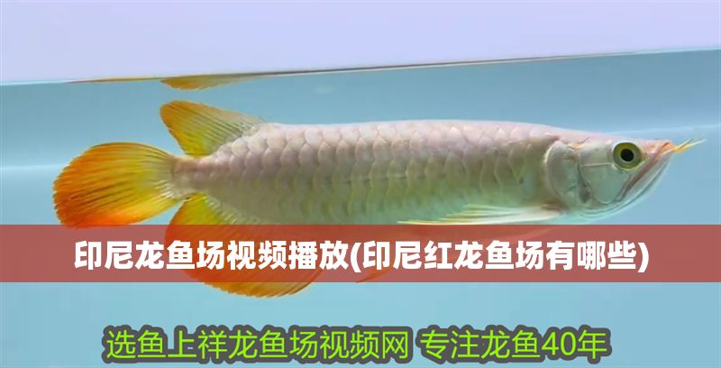 印尼龍魚場視頻播放(印尼紅龍魚場有哪些) 紅龍魚百科 第1張 印尼龍魚場視頻播放(印尼紅龍魚場有哪些) 印尼龍魚場視頻播放(印尼紅龍魚場有哪些) 紅龍魚百科 第1張
