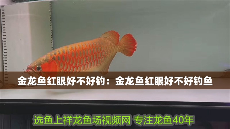 金龍魚紅眼好不好釣：金龍魚紅眼好不好釣魚