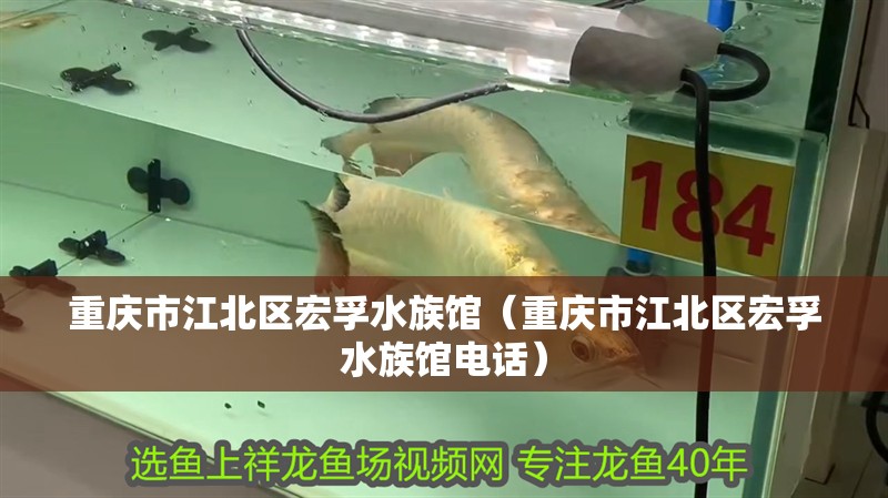 重慶市江北區宏孚水族館（重慶市江北區宏孚水族館電話） 重慶市江北區宏孚水族館（重慶市江北區宏孚水族館電話） 全國水族館企業名錄 第2張