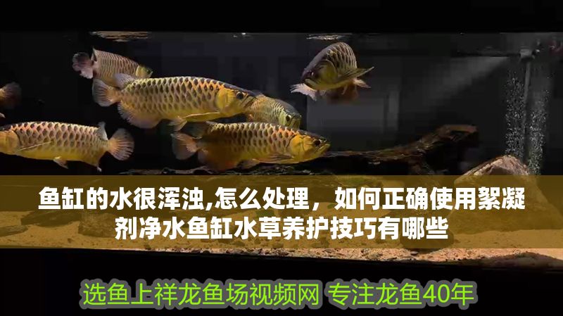 魚缸的水很渾濁,怎么處理,如何正確使用絮凝劑凈水魚缸水草養護技巧有哪些 魚缸百科 第2張 魚缸的水很渾濁,怎么處理,如何正確使用絮凝劑凈水魚缸水草養護技巧有哪些 魚缸的水很渾濁,怎么處理,如何正確使用絮凝劑凈水魚缸水草養護技巧有哪些 魚缸百科 第2張