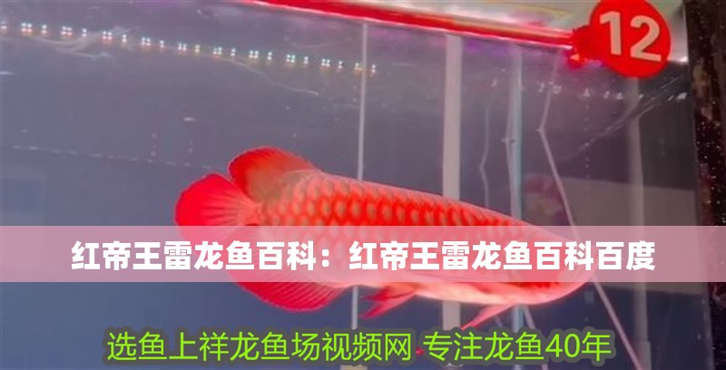 紅帝王雷龍魚百科：紅帝王雷龍魚百科百度