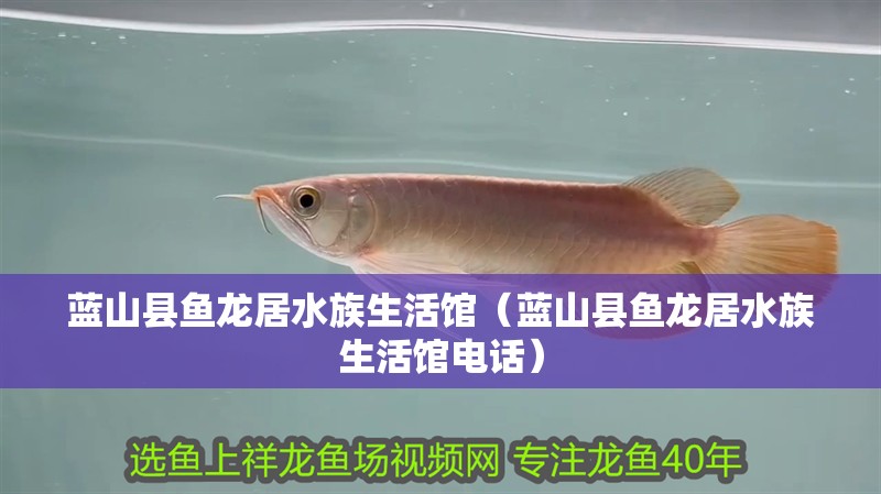 藍(lán)山縣魚龍居水族生活館（藍(lán)山縣魚龍居水族生活館電話）