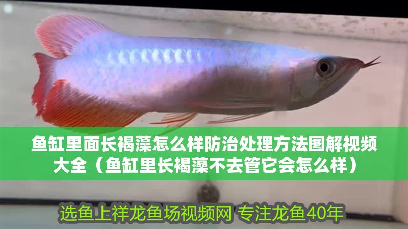 魚缸里面長褐藻怎么樣防治處理方法圖解視頻大全（魚缸里長褐藻不去管它會怎么樣） 魚缸里面長褐藻怎么樣防治處理方法圖解視頻大全（魚缸里長褐藻不去管它會怎么樣） 金龍魚百科 第1張