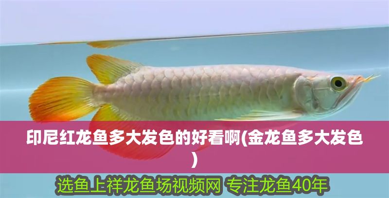 印尼紅龍魚多大發(fā)色的好看啊(金龍魚多大發(fā)色)