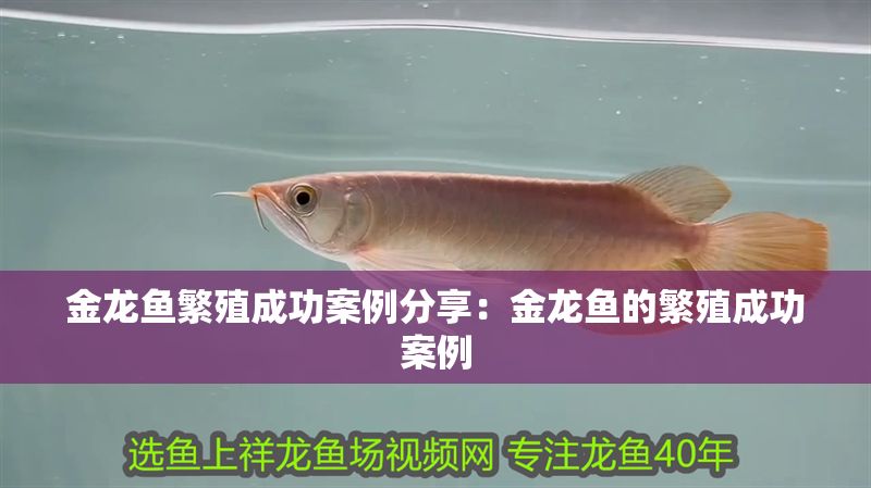 金龍魚繁殖成功案例分享：金龍魚的繁殖成功案例