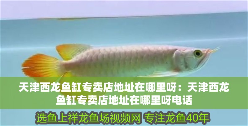 天津西龍魚缸專賣店地址在哪里呀：天津西龍魚缸專賣店地址在哪里呀電話