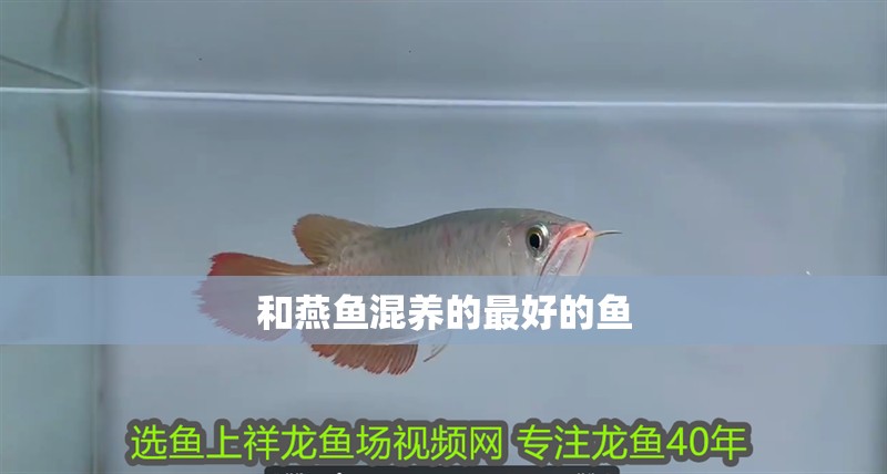 和燕魚混養的最好的魚