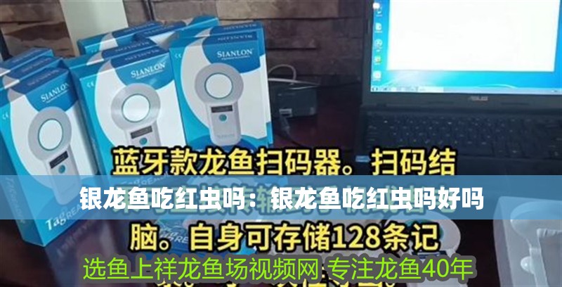 銀龍魚吃紅蟲嗎：銀龍魚吃紅蟲嗎好嗎