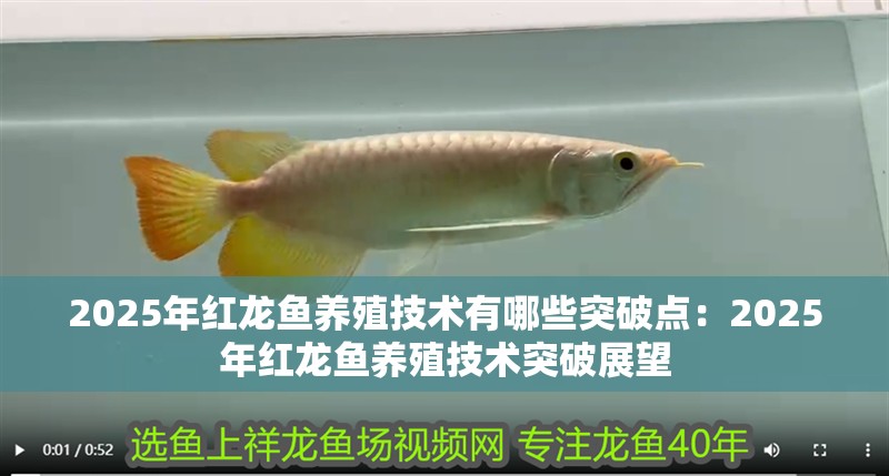 2025年紅龍魚養殖技術有哪些突破點：2025年紅龍魚養殖技術突破展望