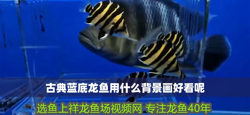 古典藍底龍魚用什么背景畫好看呢