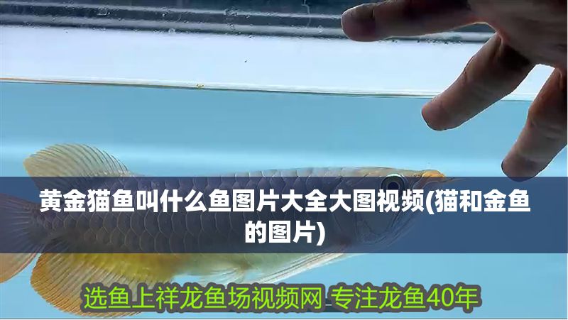 黃金貓魚叫什么魚圖片大全大圖視頻(貓和金魚的圖片)
