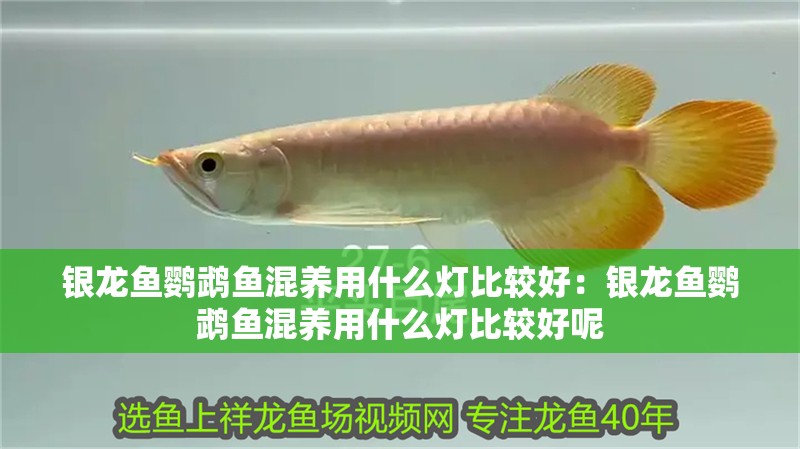 銀龍魚鸚鵡魚混養用什么燈比較好：銀龍魚鸚鵡魚混養用什么燈比較好呢