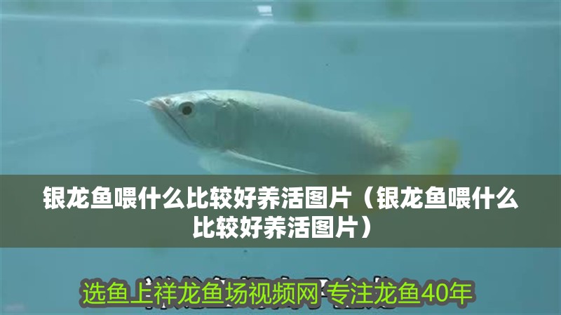 銀龍魚喂什么比較好養活圖片（銀龍魚喂什么比較好養活圖片）