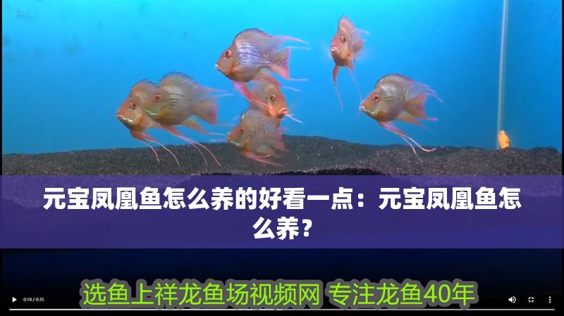 元寶鳳凰魚怎么養的好看一點：元寶鳳凰魚怎么養？