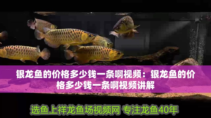銀龍魚的價格多少錢一條啊視頻：銀龍魚的價格多少錢一條啊視頻講解 銀龍魚的價格多少錢一條啊視頻：銀龍魚的價格多少錢一條啊視頻講解 水族問答
