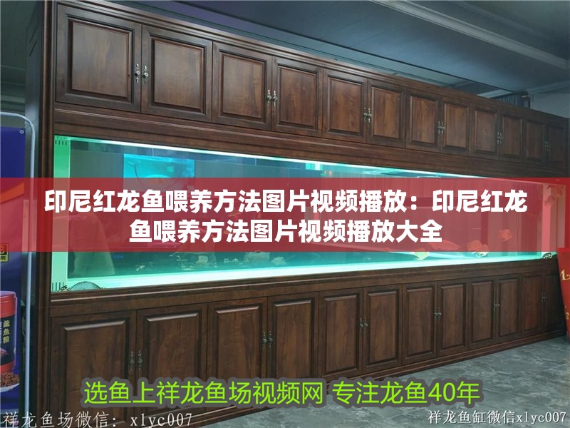 印尼紅龍魚喂養(yǎng)方法圖片視頻播放：印尼紅龍魚喂養(yǎng)方法圖片視頻播放大全 印尼紅龍魚喂養(yǎng)方法圖片視頻播放：印尼紅龍魚喂養(yǎng)方法圖片視頻播放大全 水族問答