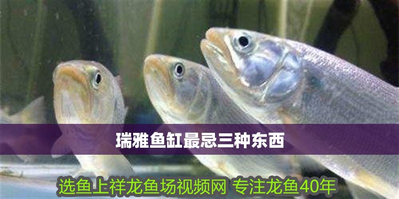 瑞雅魚缸最忌三種東西