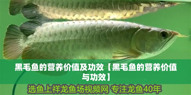 黑毛魚的營養價值及功效【黑毛魚的營養價值與功效】