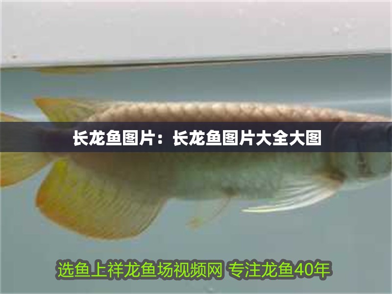 長龍魚圖片：長龍魚圖片大全大圖 長龍魚圖片：長龍魚圖片大全大圖 水族問答