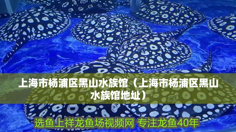 上海市楊浦區黑山水族館（上海市楊浦區黑山水族館地址）