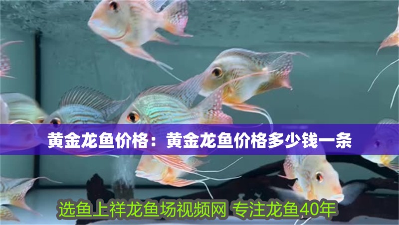 黃金龍魚價格：黃金龍魚價格多少錢一條