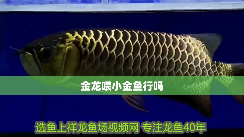 金龍喂小金魚行嗎