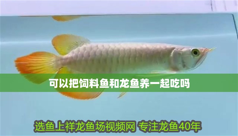 可以把飼料魚和龍魚養(yǎng)一起吃嗎