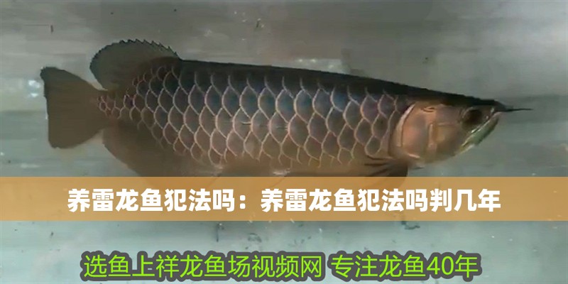 養雷龍魚犯法嗎：養雷龍魚犯法嗎判幾年