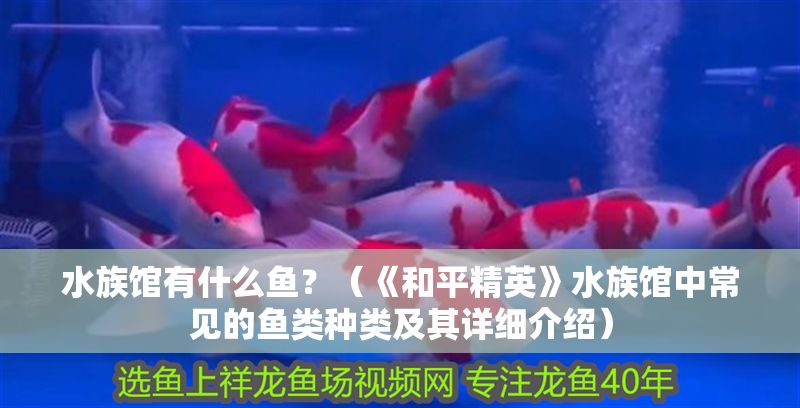 水族館有什么魚？（《和平精英》水族館中常見的魚類種類及其詳細(xì)介紹）