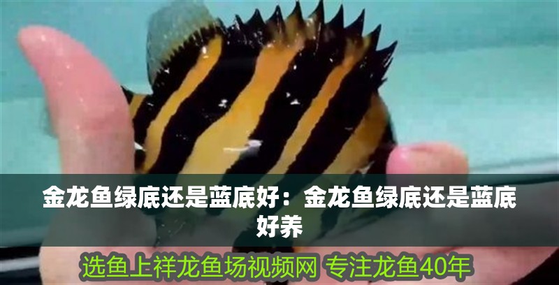金龍魚綠底還是藍底好：金龍魚綠底還是藍底好養(yǎng)