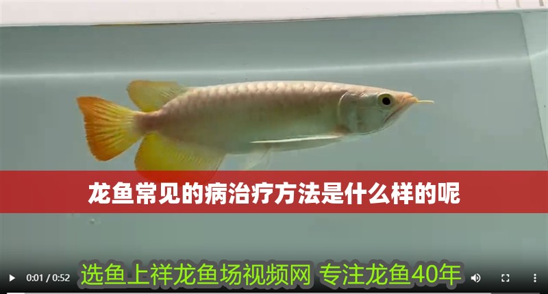 龍魚常見的病治療方法是什么樣的呢