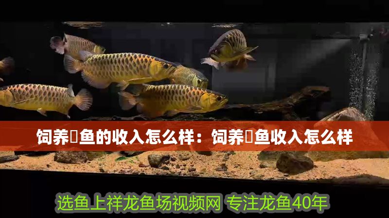飼養(yǎng)魟魚的收入怎么樣：飼養(yǎng)魟魚收入怎么樣